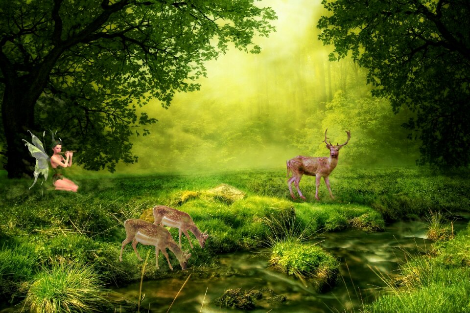 Wood summer idyllic