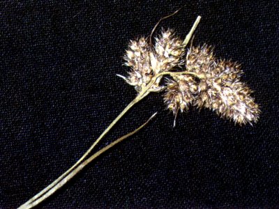 Luzula spicata NRCS-1