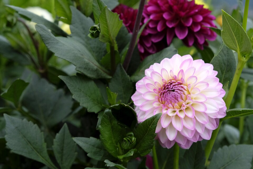 Dahlia nature plant