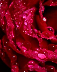 Wet drops flower