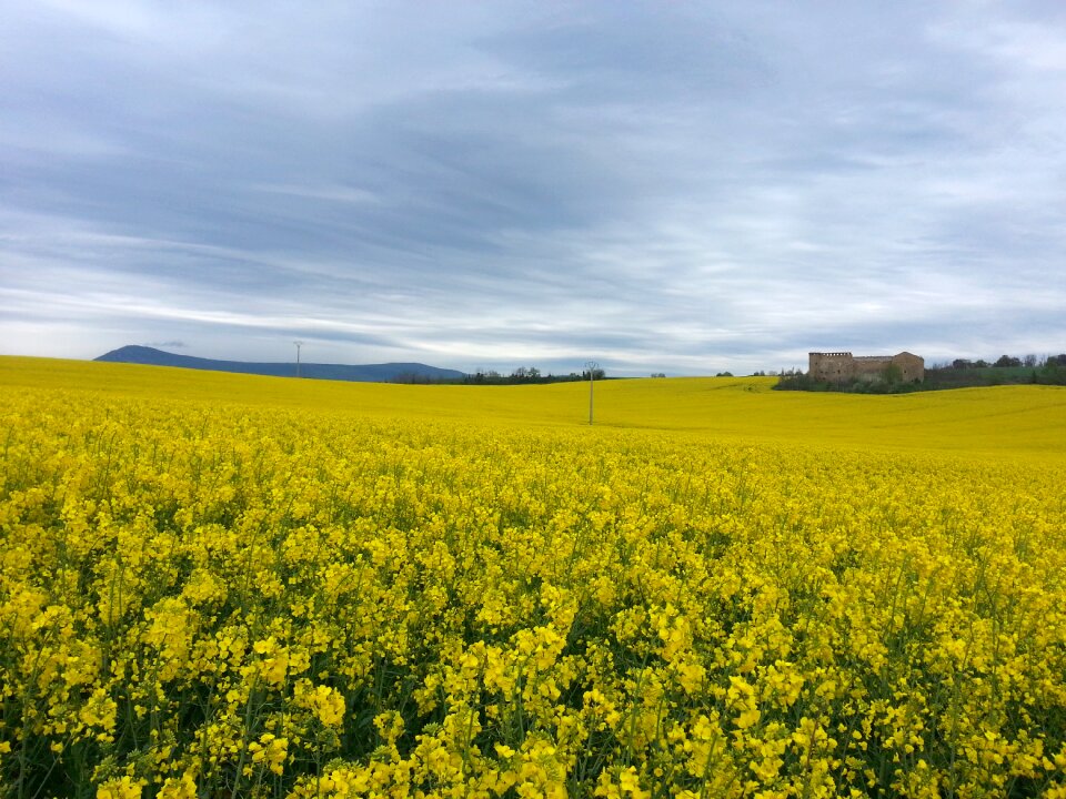 Field camino flowers