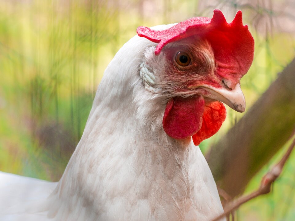 Poultry animal close up