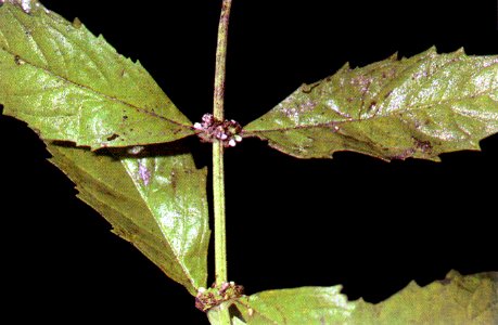 Lycopus uniflorus NRCS-2