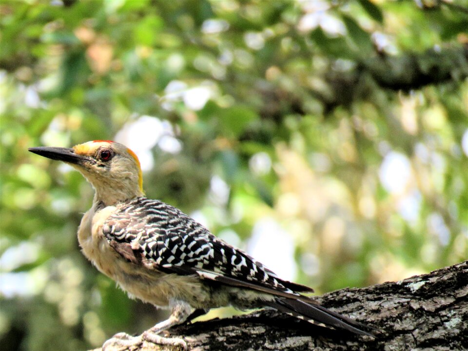 Woodpecker colorful wildlife