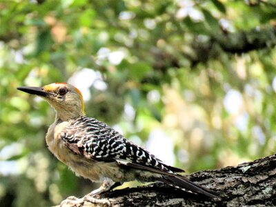 Woodpecker colorful wildlife