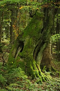 Mossy old age the age of the