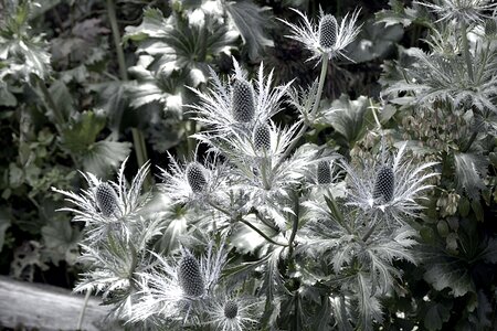 Plant thistle nature photo