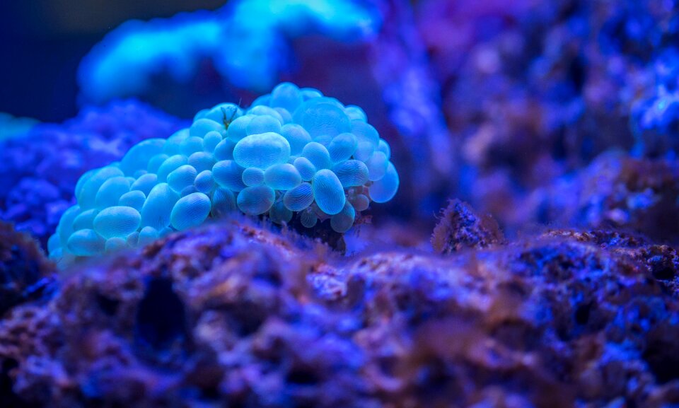 Coral polyp Free photos