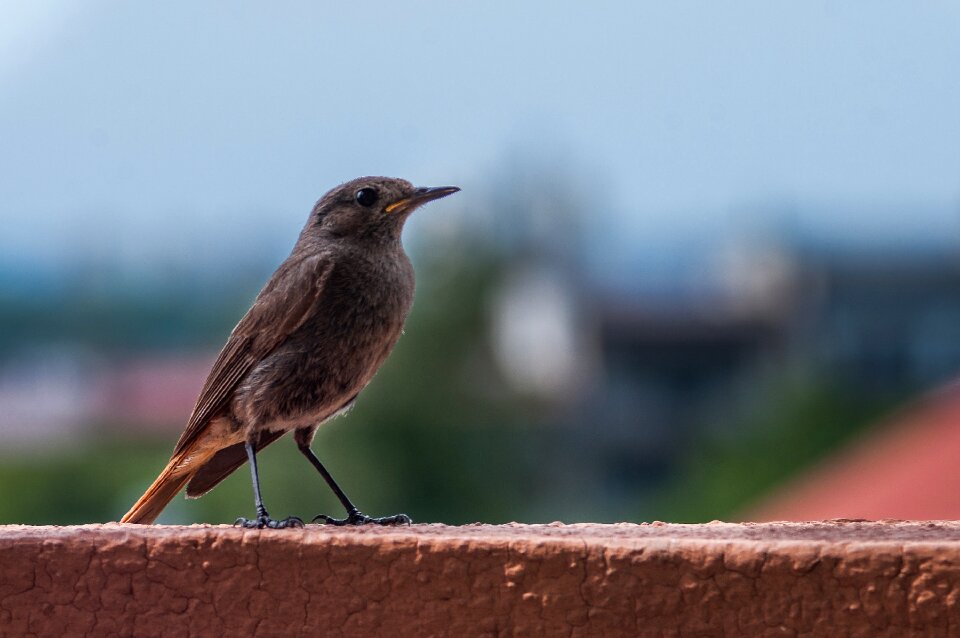 Closeup wild birds animals
