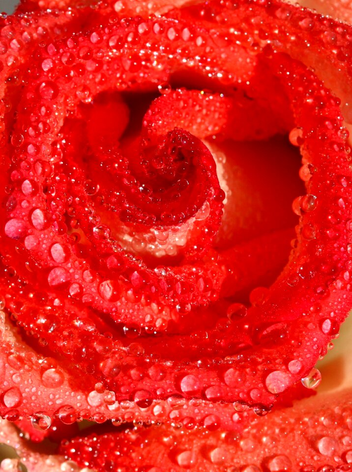 Wet drops flower
