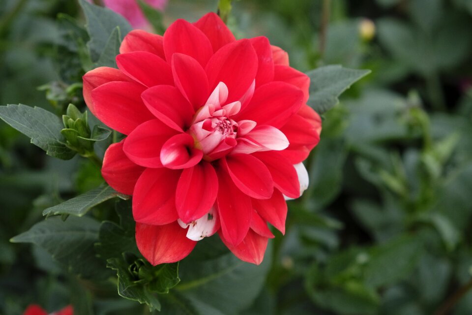 Dahlia nature plant