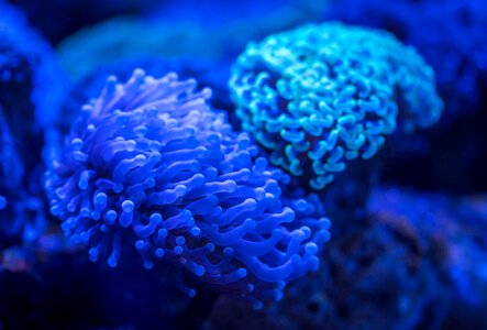 Coral polyp Free photos