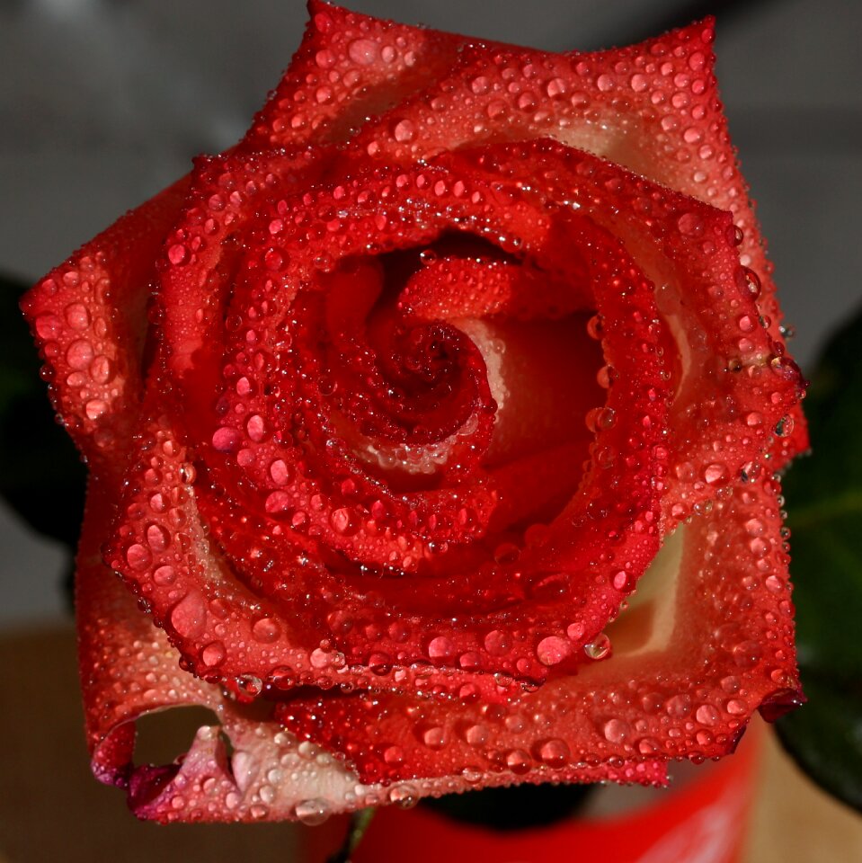 Wet drops flower