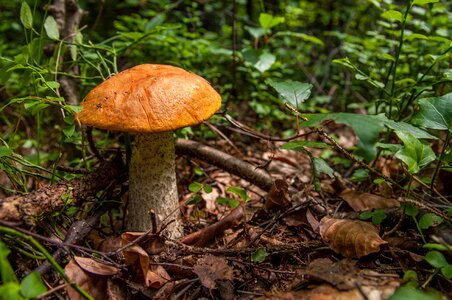 Forest collect nature