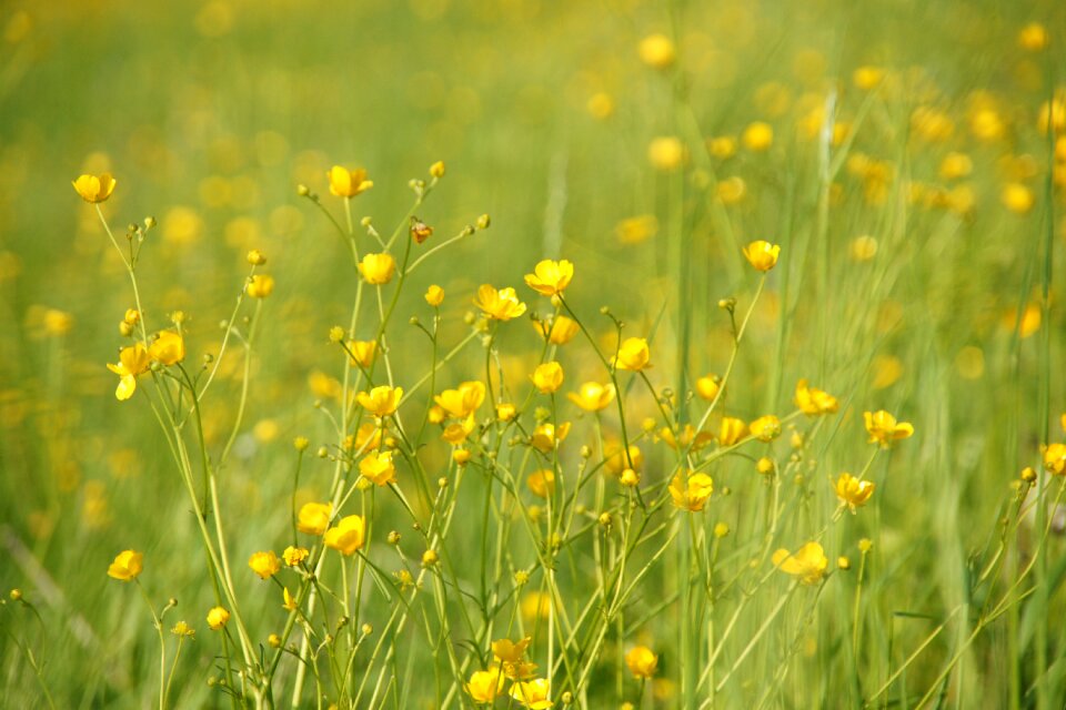 Grass nature plant