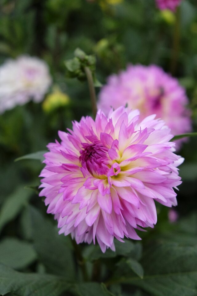 Dahlia nature plant