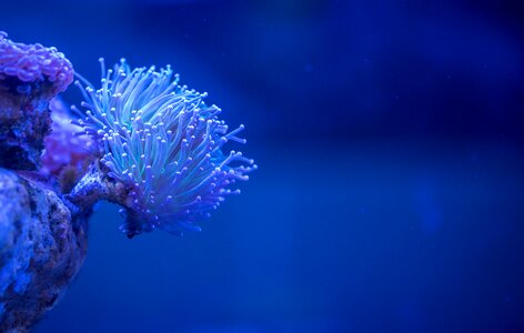 Coral polyp Free photos photo