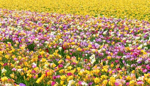 Colorful field sea of flowers photo