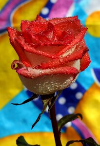 Wet drops flower