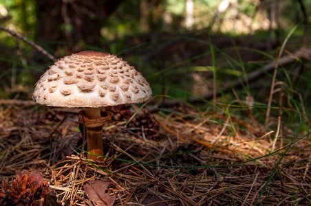 Parasol wild mushrooms the collection of