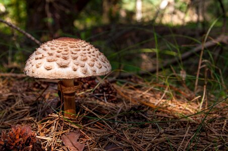 Parasol wild mushrooms the collection of photo