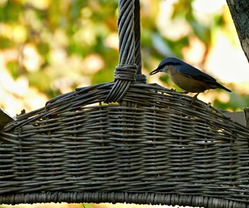 Plain cart feeding pets