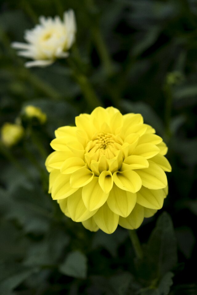 Dahlia nature plant