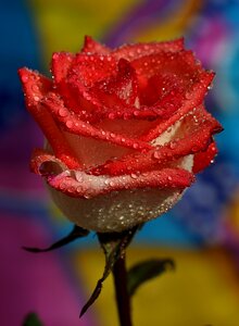 Wet drops flower