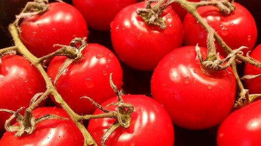 Food tomato bush tomatoes photo