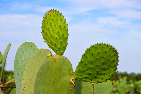 Desert plant shovels mediterranean plant