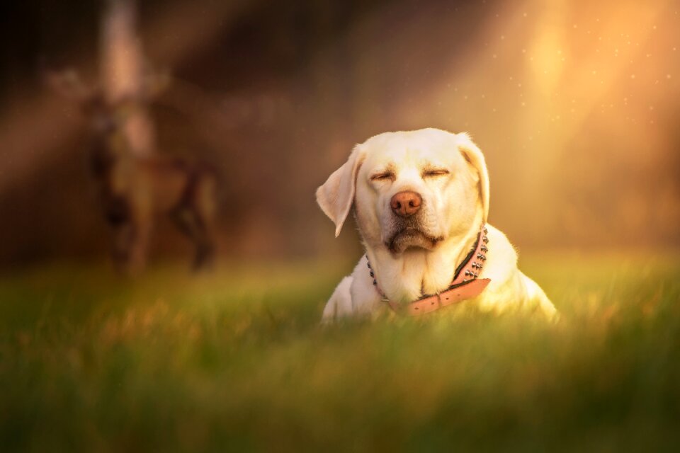 Meadow glade mood