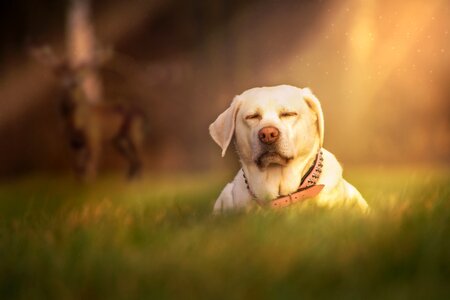 Meadow glade mood