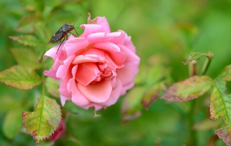 Spring floral summer photo