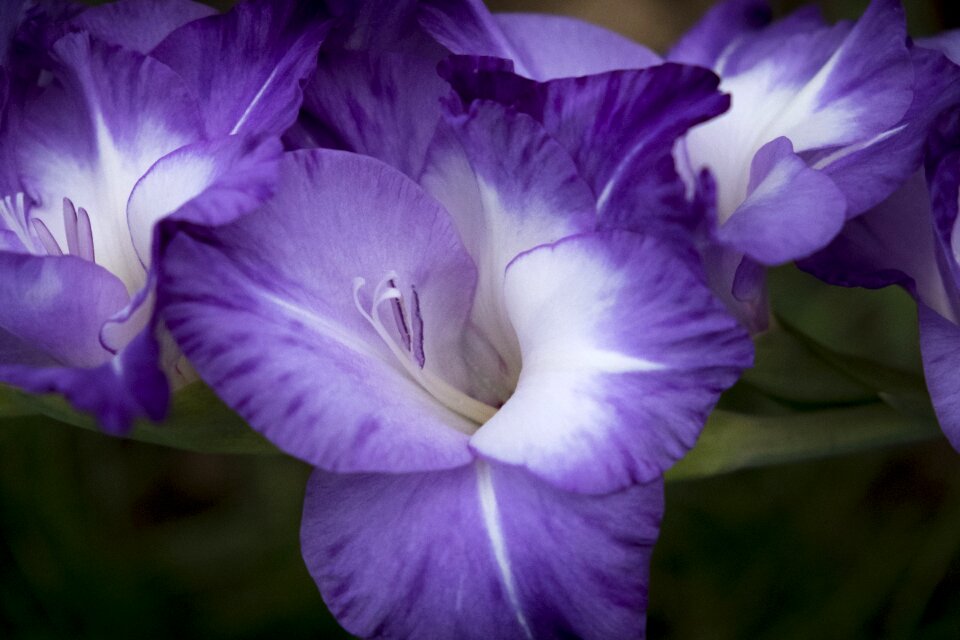 Gladiolus nature plant