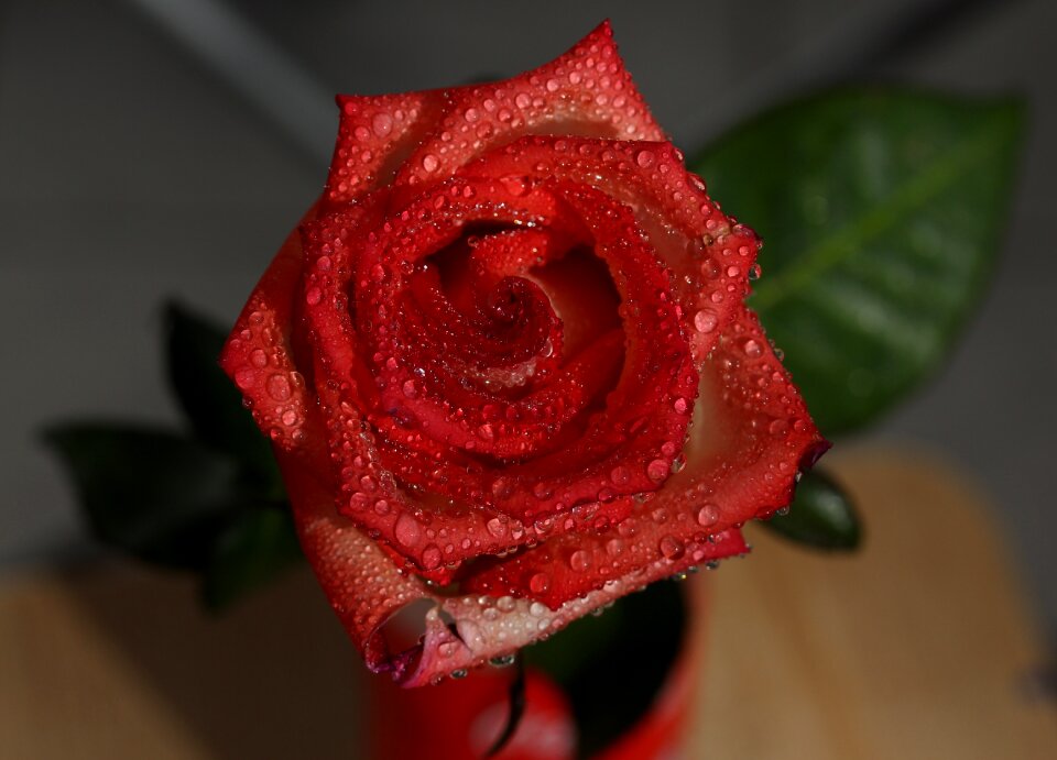 Wet drops flower