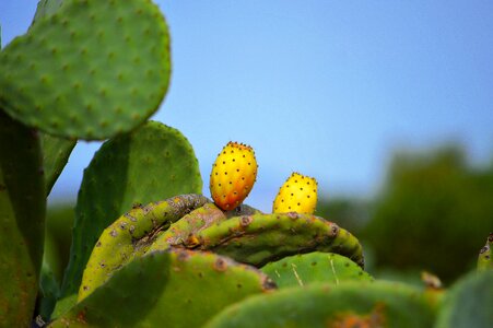 Cactus skewers sweet