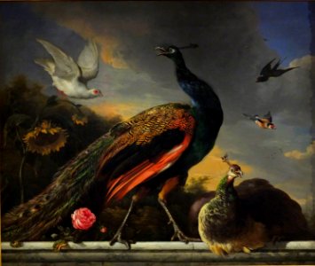 M de Hondecoeter Paon P Palais 2014