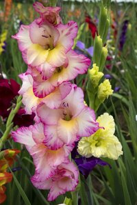 Gladiolus nature plant photo