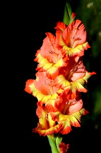 Sword flower blossom bloom