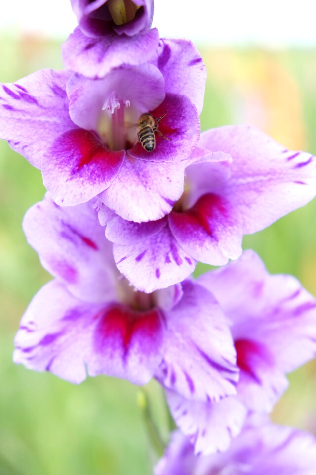 Gladiolus nature plant