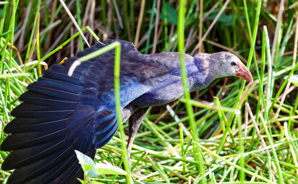 Wildlife animal viet nam