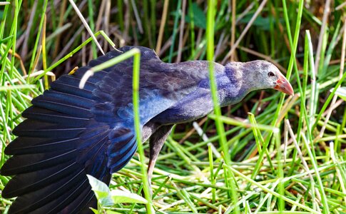 Wildlife animal viet nam photo