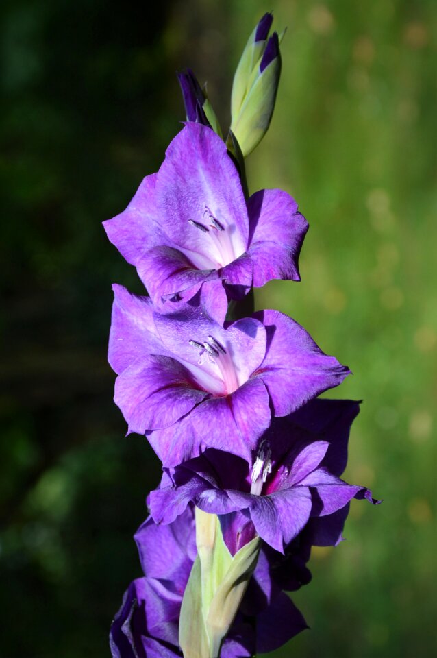 Sword flower blossom bloom