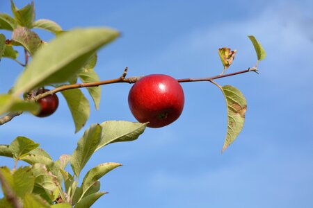 Food culinary love apples