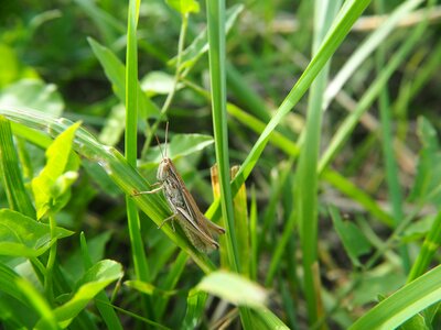 Nature meadow migratory locust photo