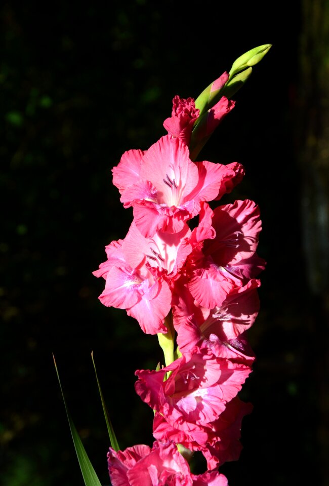 Sword flower blossom bloom