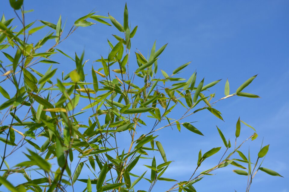 Nature garden green foliage