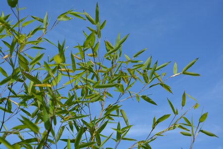Nature garden green foliage