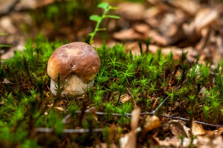 Boletus edulis edible healthy photo