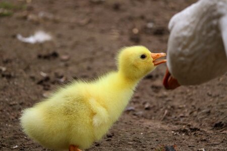 Poultry animal chicks photo